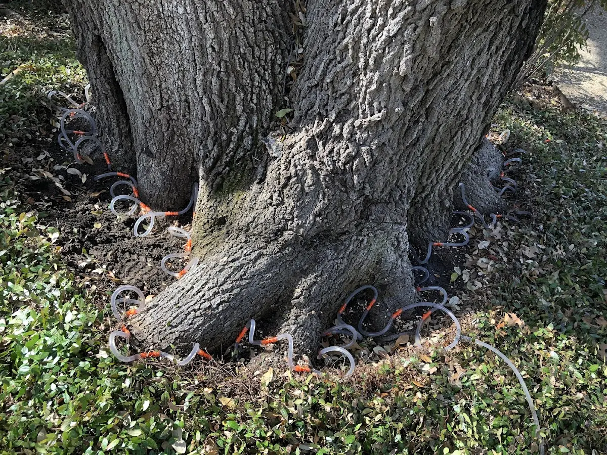 Detailed Tree Cabling and Bracing job site in Rumson