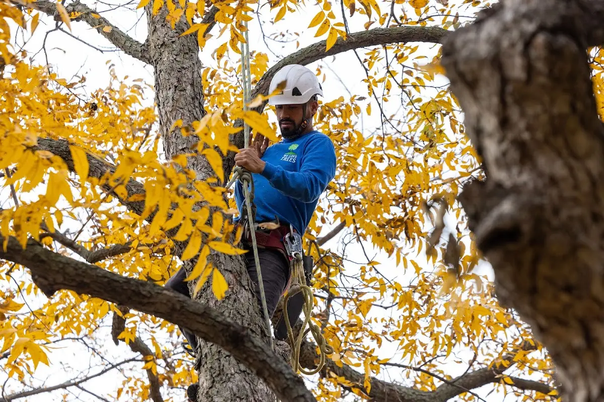 Skilled Tree Planting crew working in Rumson